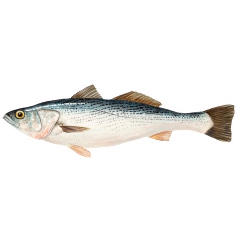 cynoscion striatus