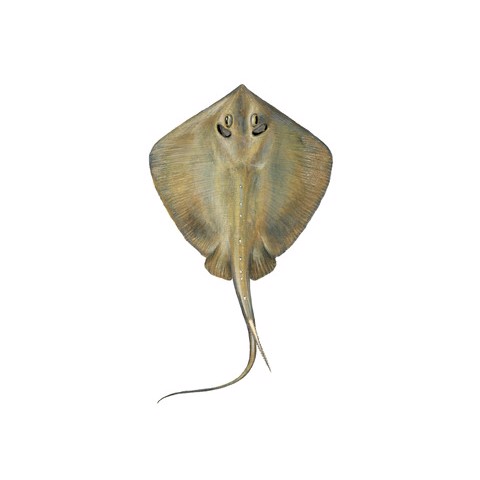 dasyatis pastinaca