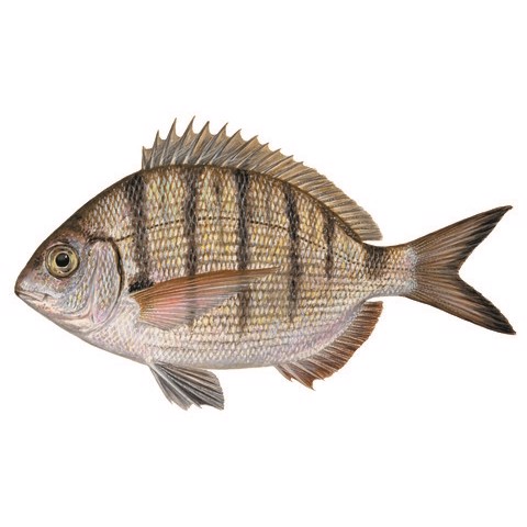 diplodus puntazzo