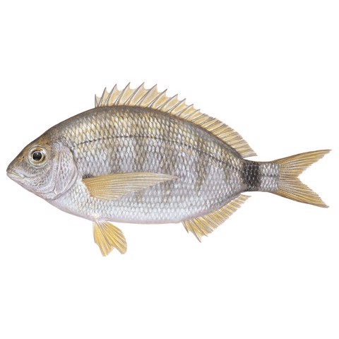diplodus annularis