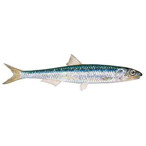 engraulis encrasicolus