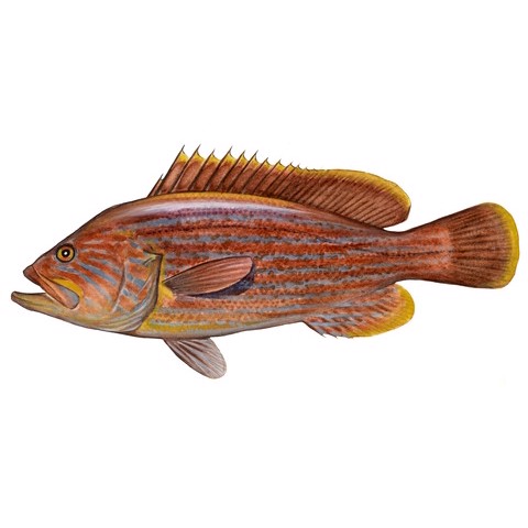 epinephelus undulosus