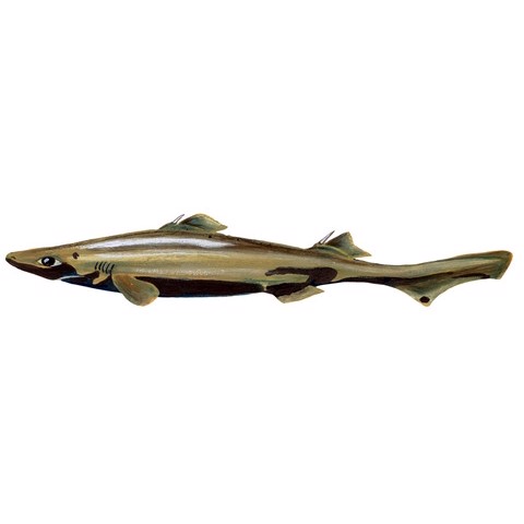 etmopterus spinax 1