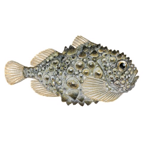 eumicrotremus spinosus