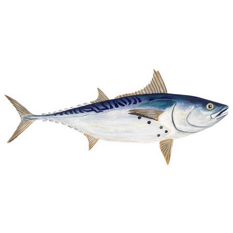 False Albacore