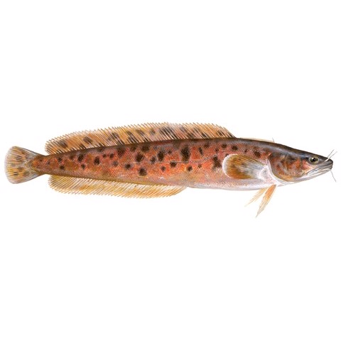 gaidropsarus vulgaris