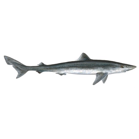 galeorhinus galeus