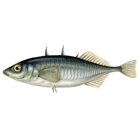 gasterosteus aculeatus 1