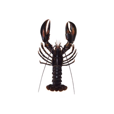 Homarus americanus 1