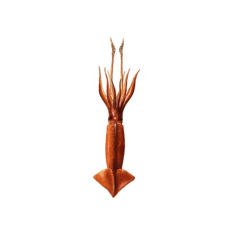 Illex argentinus