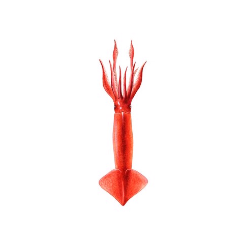 Illex coindetii