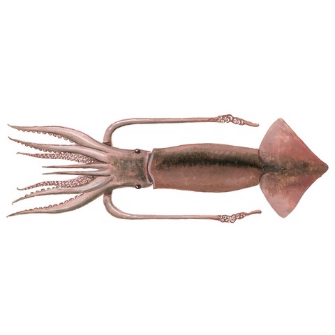 Illex illecebrosus 2