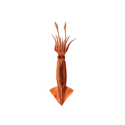 Illex illecebrosus 3