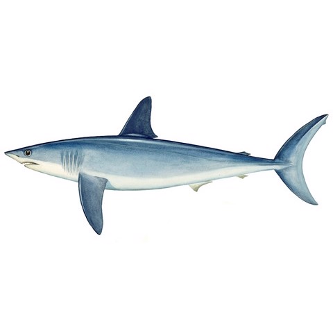 isurus oxyrinchus 3
