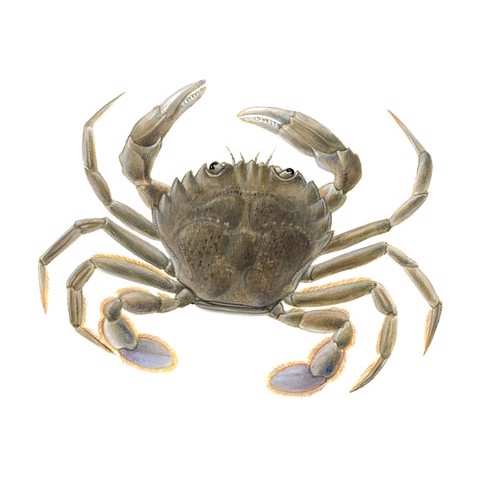 Liocarcinus depurator