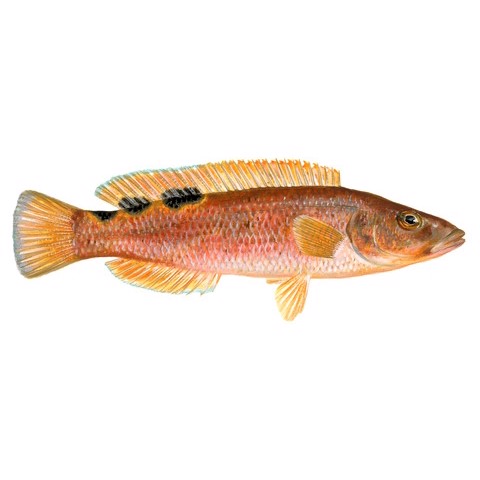 labrus bimaculatus female