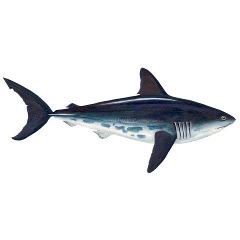 lamna ditropis