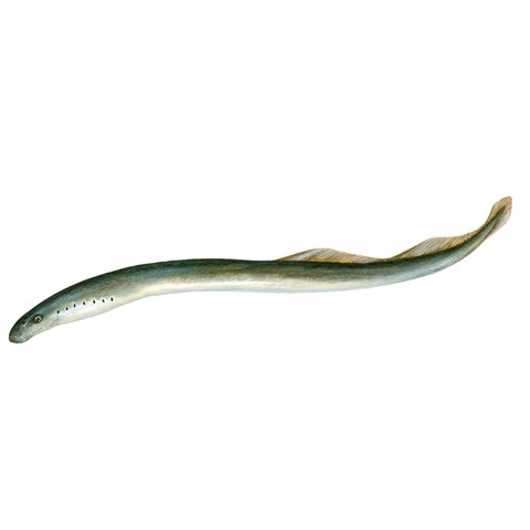 lampetra planeri