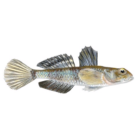 lebetus scorpioides male
