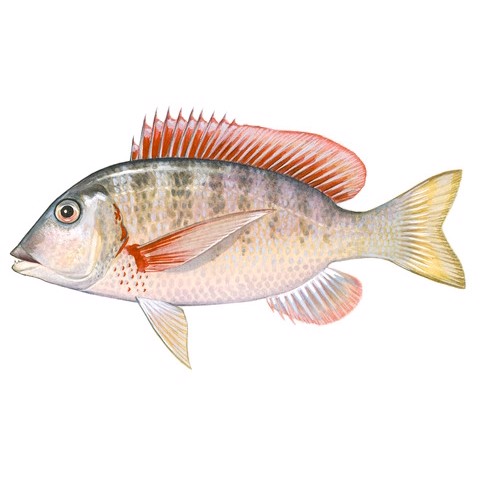 lethrinus mahsena