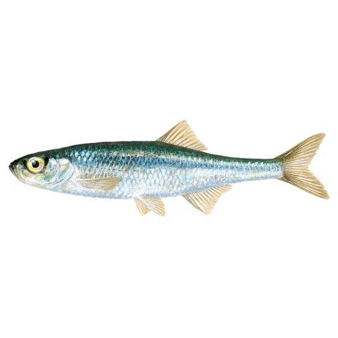 leucaspius delineatus