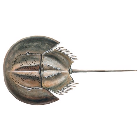 limulus polyphemus