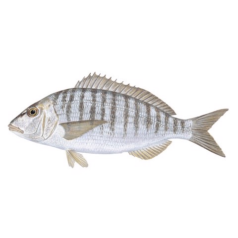 lithognathus mormyrus