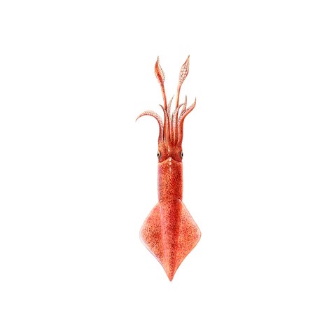 loligo vulgaris