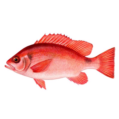 lutjanus erythropterus 1