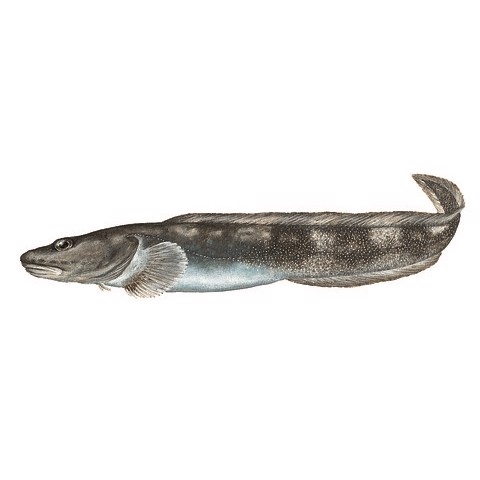 lycodes seminudus
