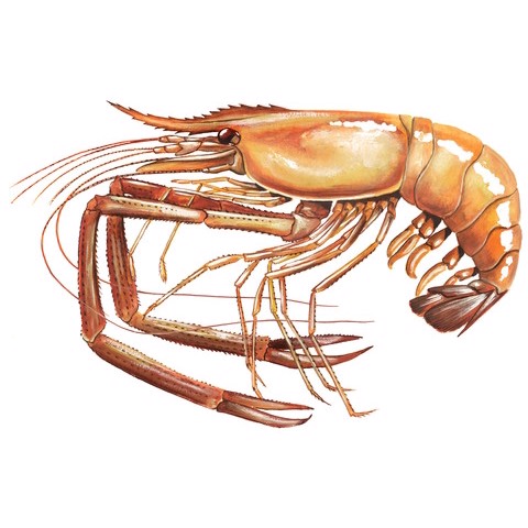 Macrobrachium rosenbergii