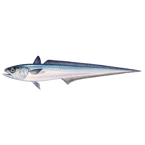 macruronus magellanicus 1