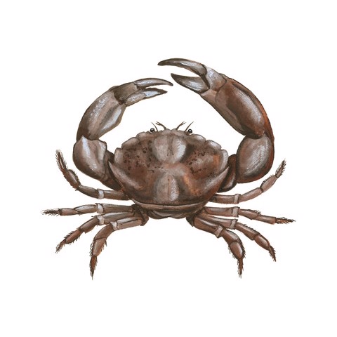 Menippe mercenaria