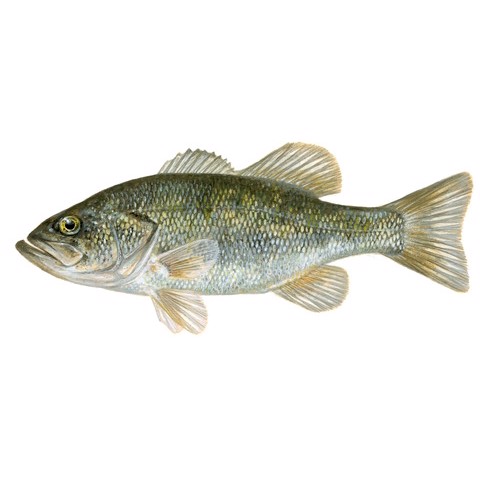 micropterus salmoides