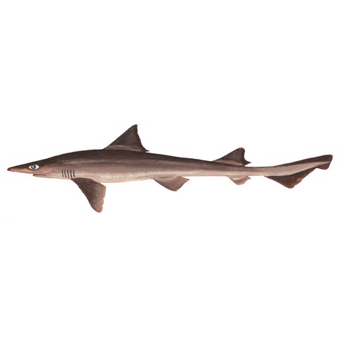 mustelus henlei