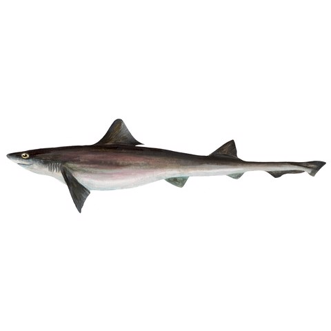 mustelus schmitti