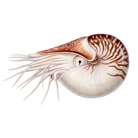 Nautilus pompilius