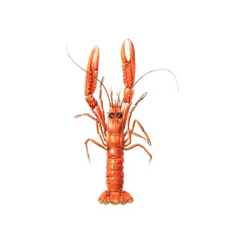 Nephrops Norvegicus 2 Nephrops Norvegicus 2