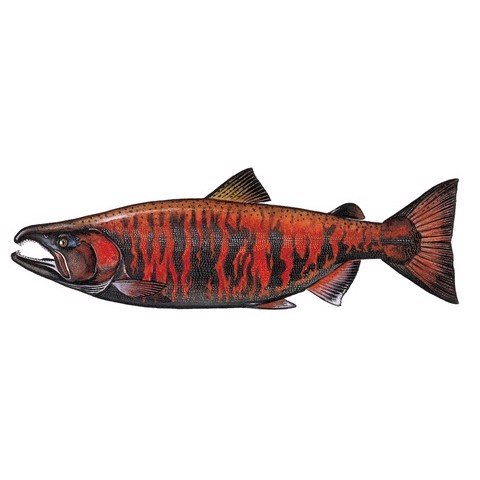 Oncorhynchus masou han