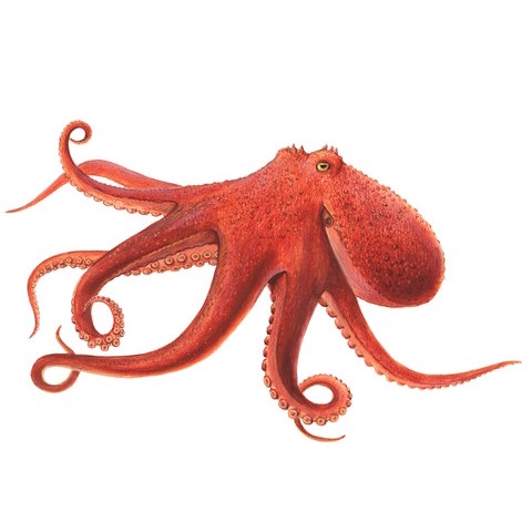 Octopus dofleini