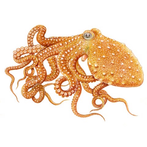 Octopus macropus