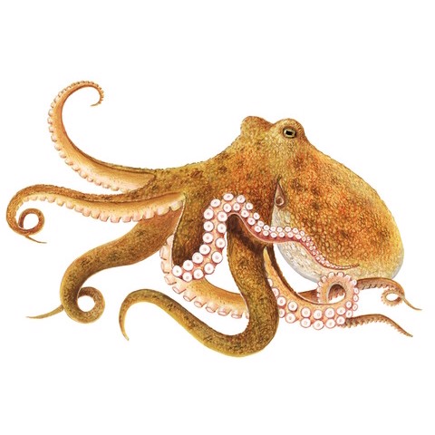 Octopus vulgaris