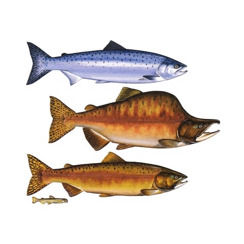 oncorhynchus gorbuscha