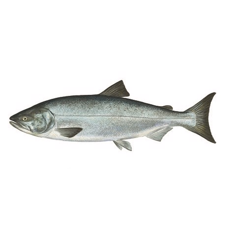 oncorhynchus keta
