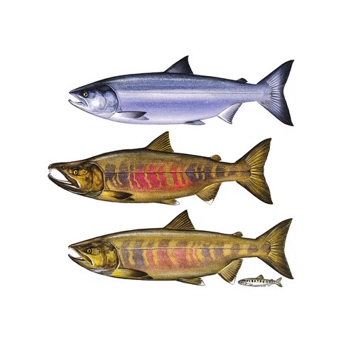 oncorhynchus keta1