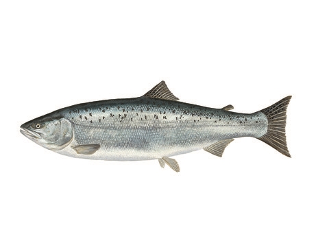 oncorhynchus kisutch