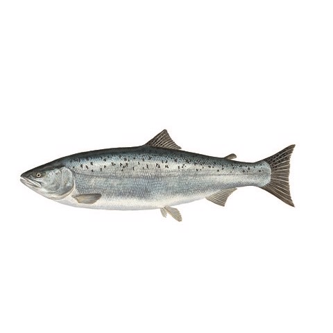 oncorhynchus kisutch