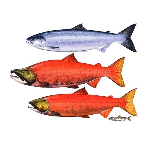 oncorhynchus nerka 1
