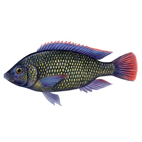 oreochromis shiranus