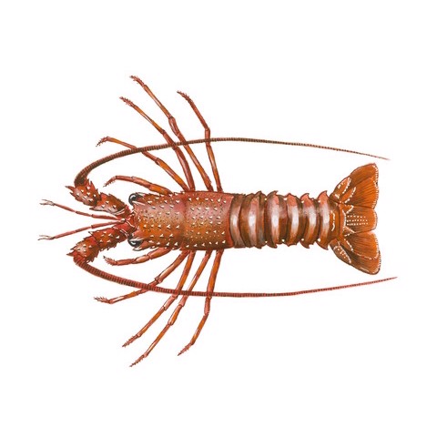 Palinurus delagoae